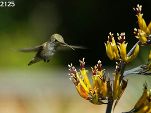 hummingird