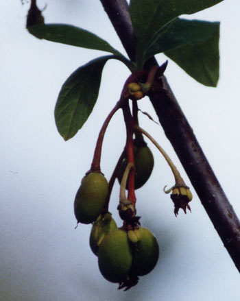 indian plum