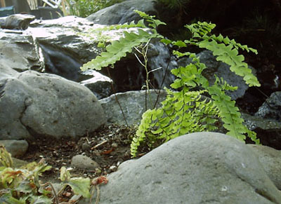 maidenhair fern by waterfall