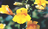 Yellow Monkeyflower