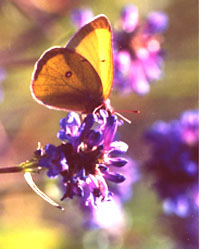western sulphur butterfly on Penstemon euglaugus