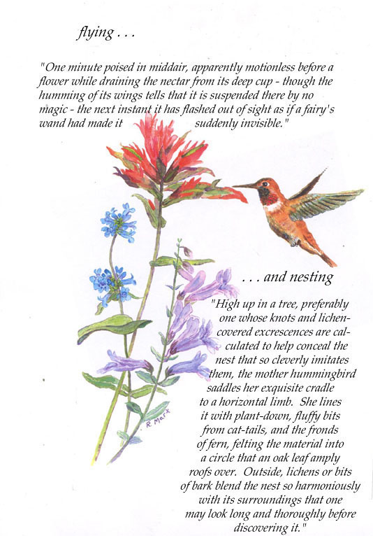 hummingbird with penstemon and paintbrush