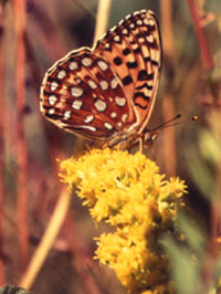 Oregon silverspot butterfly nectaring on goldenrod